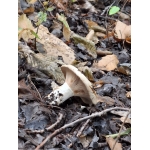 Naar het bos