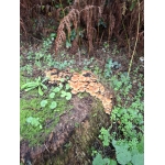 Naar het bos