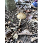 Het bos 🍁