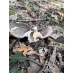 Het bos 🍁