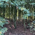 Het bos 🍁